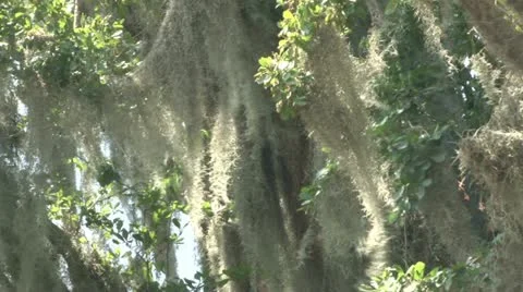 CU Beard Trees Video stock 12098492