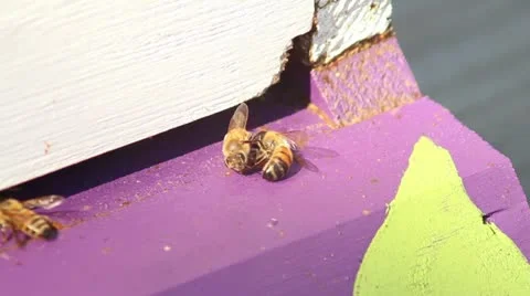 CU Bee Behavior Stock Footage 12130240