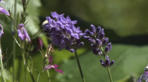 CU of Bee collecting pollin on a sunny day. Stock Footage 28836900