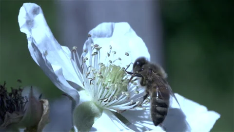 CU Bee Pollen  P5 024 Stock Footage 290178614