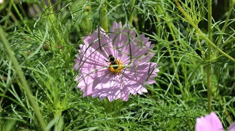 CU Bee pollinating flower Видео 36878737