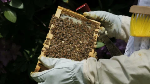 CU Beekeeper with Bees on Honey Comb Stock Footage 39222862