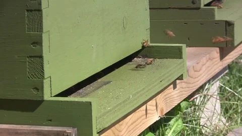 CU bees enter hive with pollen Stock Footage 122539831