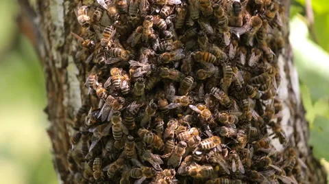 CU bees swarmed in hive honeycomb. Messenger bee does waggle dance to convey to Stock Footage 66250817