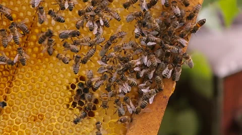 CU bees swarmed in hive honeycomb. Messenger bee does waggle dance to convey to Stock Footage