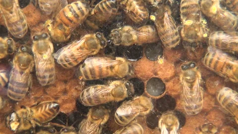 CU Bees work to build their honeycomb Stock Footage 137811658