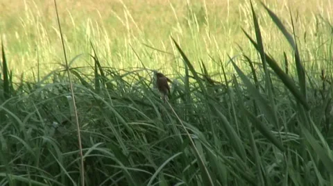 CU bird in reeds by KA Stock Footage 28026547
