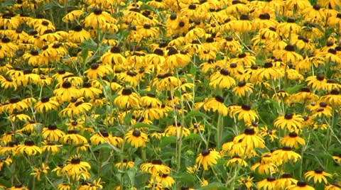 CU BLACK-EYED SUSANS 스톡 동영상 26366926