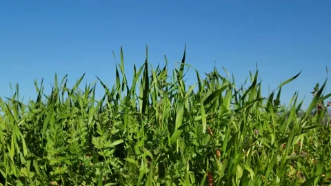 CU Blades of grass in the wind Stock-Footage 231181603