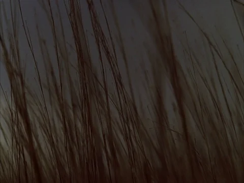 CU blades of tall dry grass swaying against gray sky. 库存影片 86751048