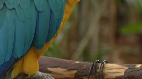 C/U of Blue Parrot pan up and right Stock Footage 49964401