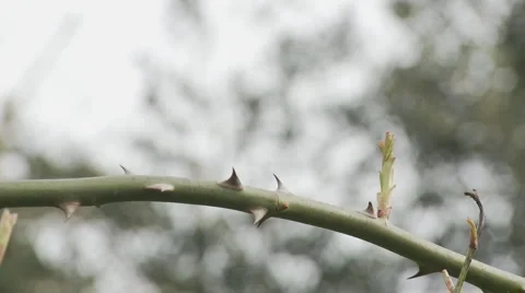 CU Blue Tit Stock Footage