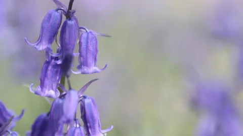 CU of Bluebell flowers Stock Footage 3980683