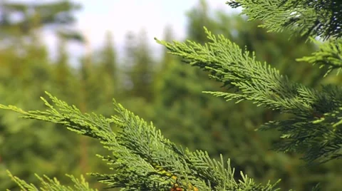 CU branches of christmas tree, RACK Stock Footage 8529925