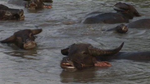CU of Buffalo in water Stock Footage 475499