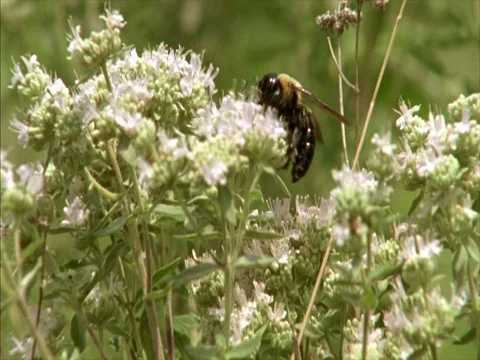 CU bumble bee on queen anne's lace flowers Stock Footage 86750926