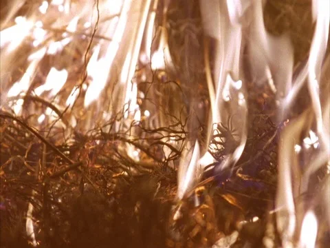 CU burning grass with tilt up. Stock Footage 86751028