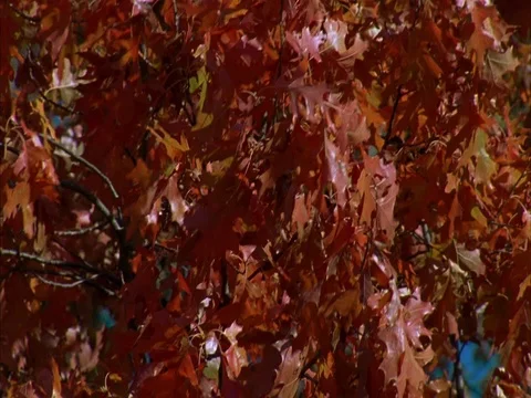 CU camera pans up orange leaves on tree branches against brilliant blue sky Stock Footage 86751069
