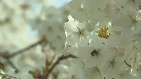 CU of Cherry Blossoms and a Bumblebee HD Video Stock Footage 92483347