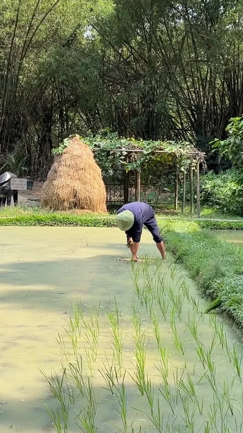 Cu Chi, Viet Nam Cu Chi 06.06.2024 man plants rice plant rice grow tunnels were Vídeo Stock 277411604