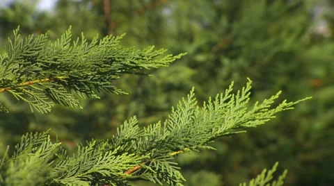 CU christmas tree needles on branches, PAN Stock Footage 8530129