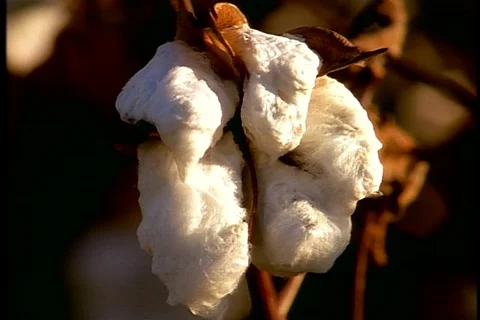 CU of cotton bolls drooping from cotton plant stem. Stock Footage 86751316