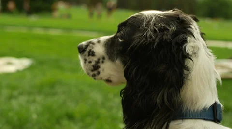 CU Cute black and white dog watching people in the park Stock Footage 38869503