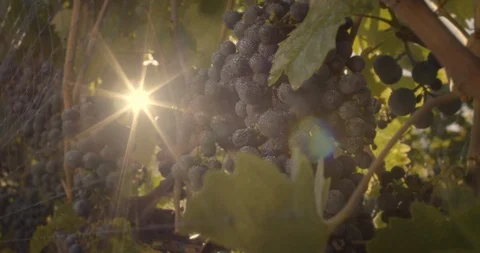 CU dark grapes growing on vine with sunlight flare 4K Video stock 119673021
