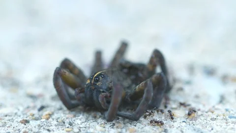 CU Dead Spider with Ants Crawling All Over HD Video Stock Footage 91221626