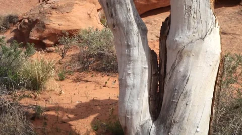 CU dead tree tilt up to red rock formation blue sky and white cloud Stock Footage 41453552