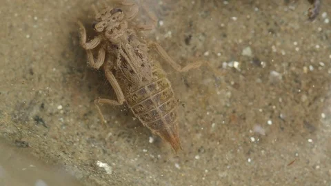 CU Dragonfly Nymph slow crawl in water sandy bottom Видео 75179956