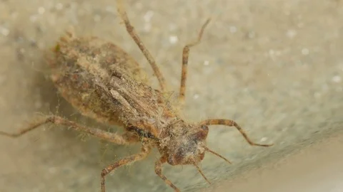 CU Dragonfly Nymph in water sandy abdomen moving Видео 75161791
