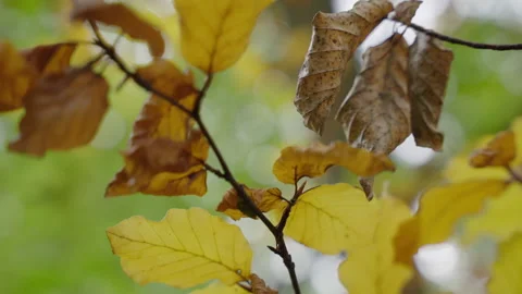 CU dried leaves fluttering Stock Footage 221579062