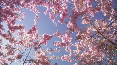 CU DS View of cherry tree during spring at Kungstradgarden / Stockholm, Sweden, Stock Footage 51861411
