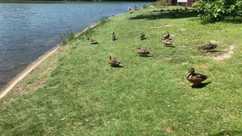 CU Duck and Canada Geese on the shores of Grenadier Pond High Park Toronto Stock Footage 211722089