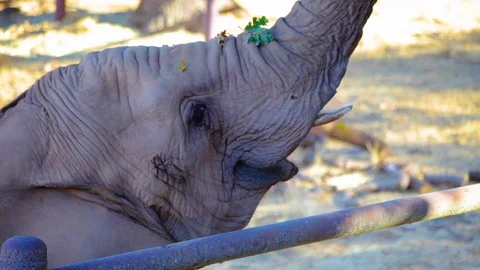 CU of Elephant feeding using trunk Stock Footage 91637520