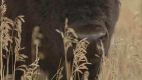 CU Face American Buffalo Bison Grazing in Tall Grass Yellowstone Stock Footage 122223747