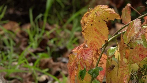 CU fall leaves in rain Stock Footage 101087668