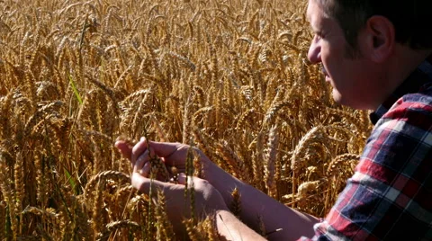 CU farmer examines ripe wheat crop Stock Footage 53202542