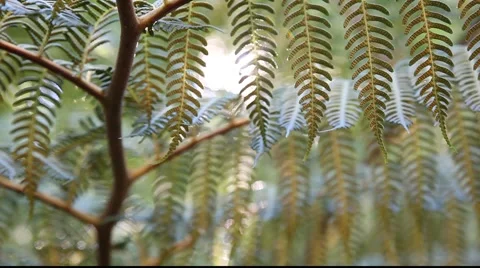 CU Fern Frond Pull focus  Stock Footage 879675