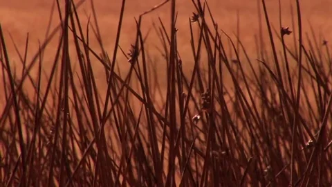 CU field Stock Footage 72571926