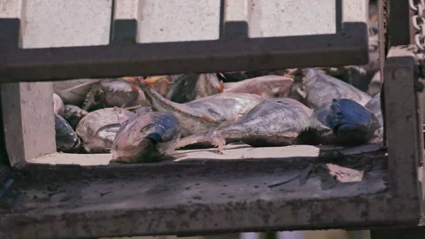 CU: Fish being offloaded from a net and down a slide. HD50p Stock Footage 244394713