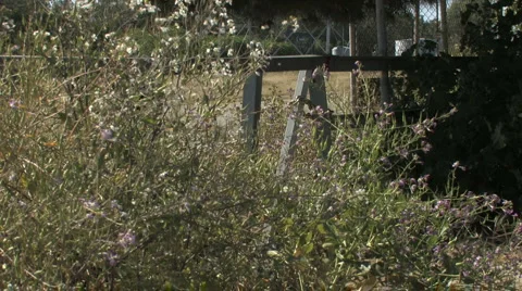 CU Flowers in Foreground and Gate in Background Stock Footage 4280162