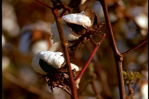 CU fluffy white cotton bolls on cotton plant in light breeze. Stock Footage 86751293