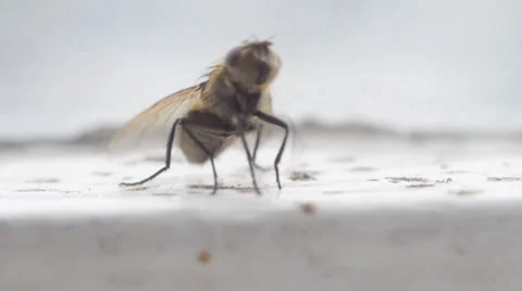 CU fly on window ledge Stock Footage 32425412