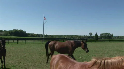 Cu of foal at camera with U.S. flag in background Stock Footage 525369