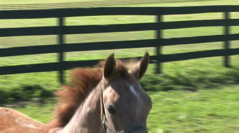 CU of a foal 스톡 동영상 526207
