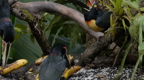 CU Four Collared Aracaris Feast on Bananas 스톡 동영상 46704141