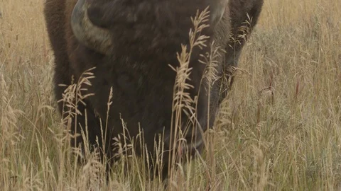 CU Front Profile American Buffalo Bison Grazing in Tall Grass Stock-Footage 122223688