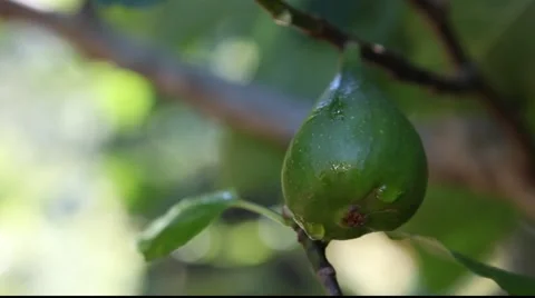 CU Fruit of Fig with dew drops Stock Footage 879591